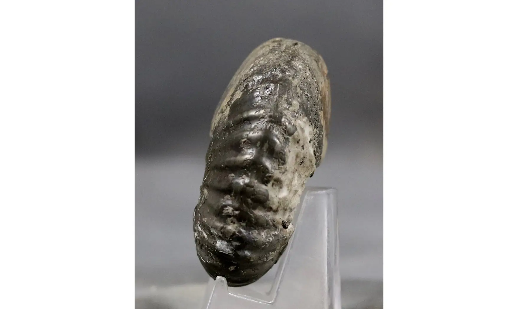Pachyceras lalandeanum