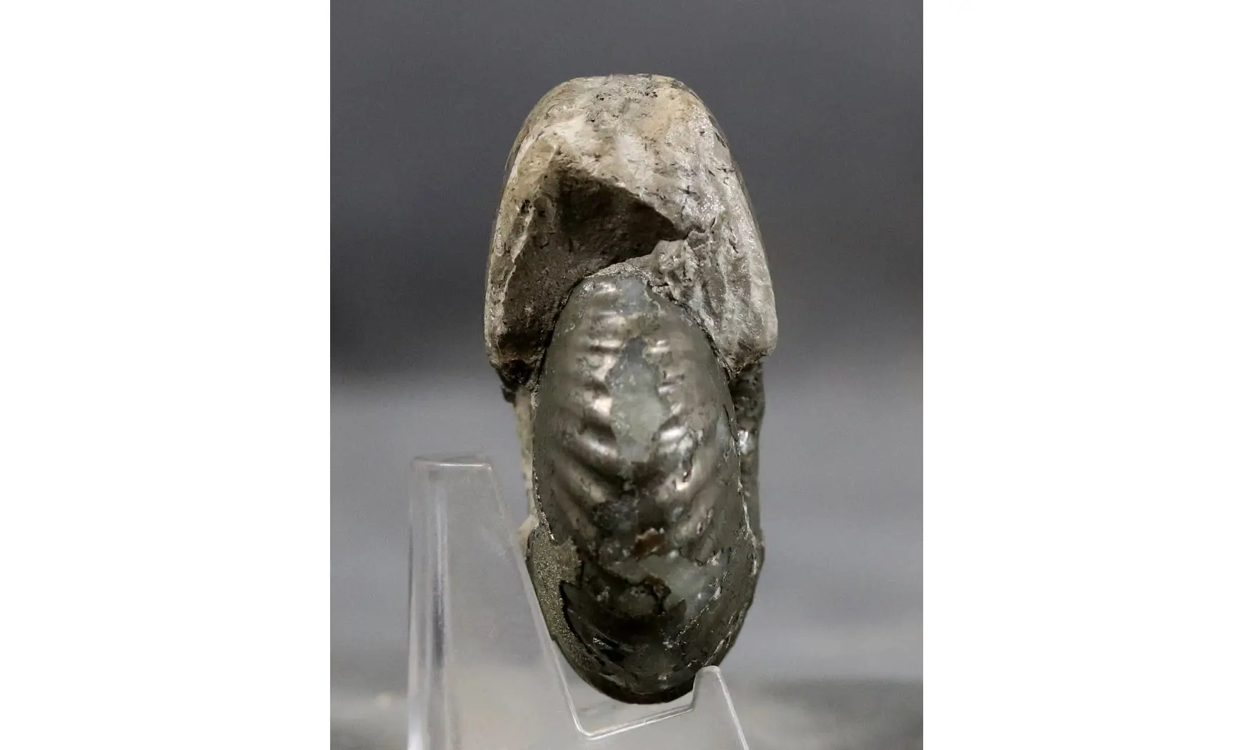 Pachyceras lalandeanum