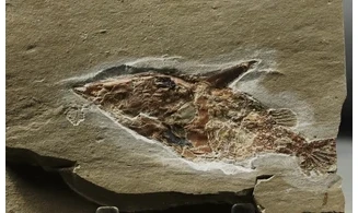 Coccodus lindstroemi