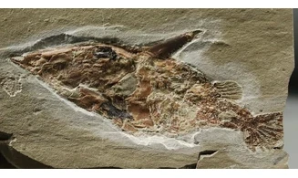 Coccodus lindstroemi