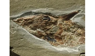 Coccodus lindstroemi