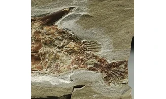 Coccodus lindstroemi