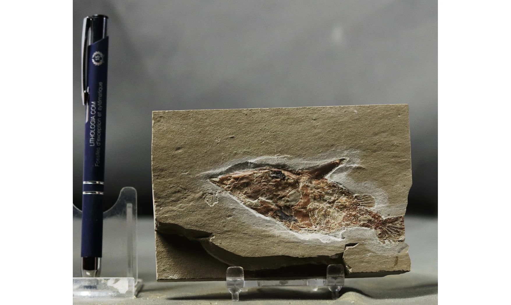 Coccodus lindstroemi