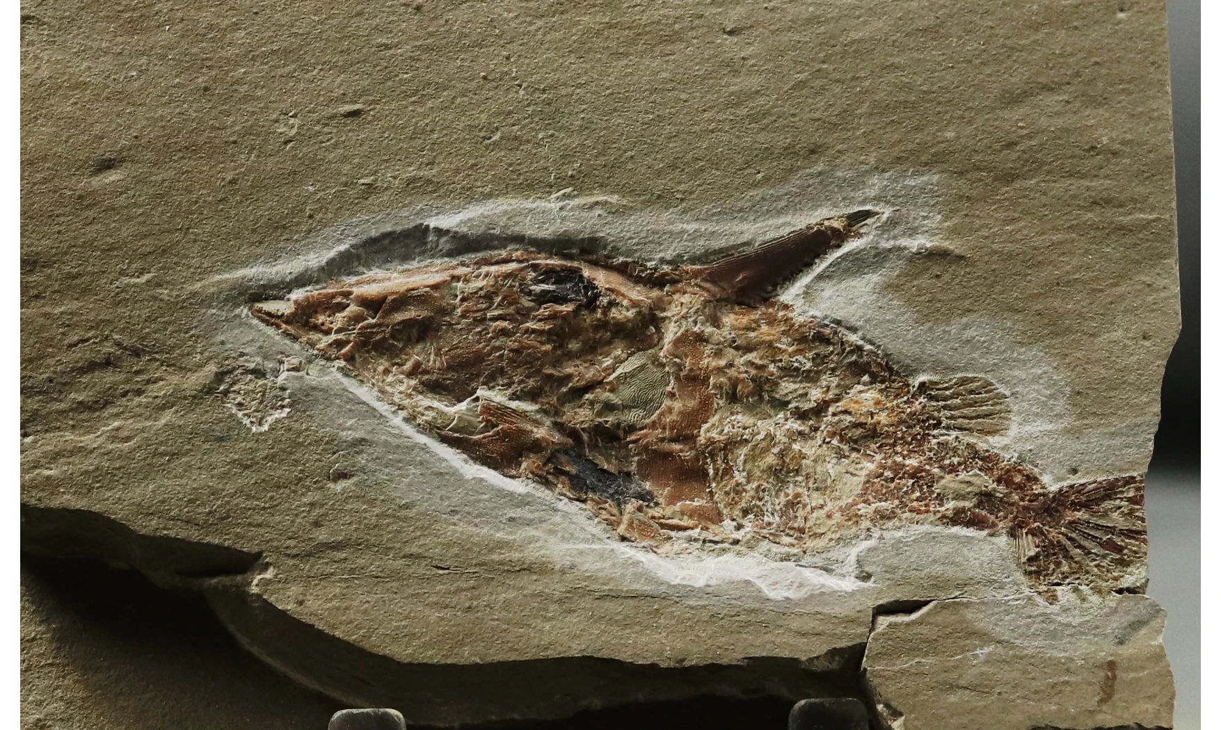 Coccodus lindstroemi