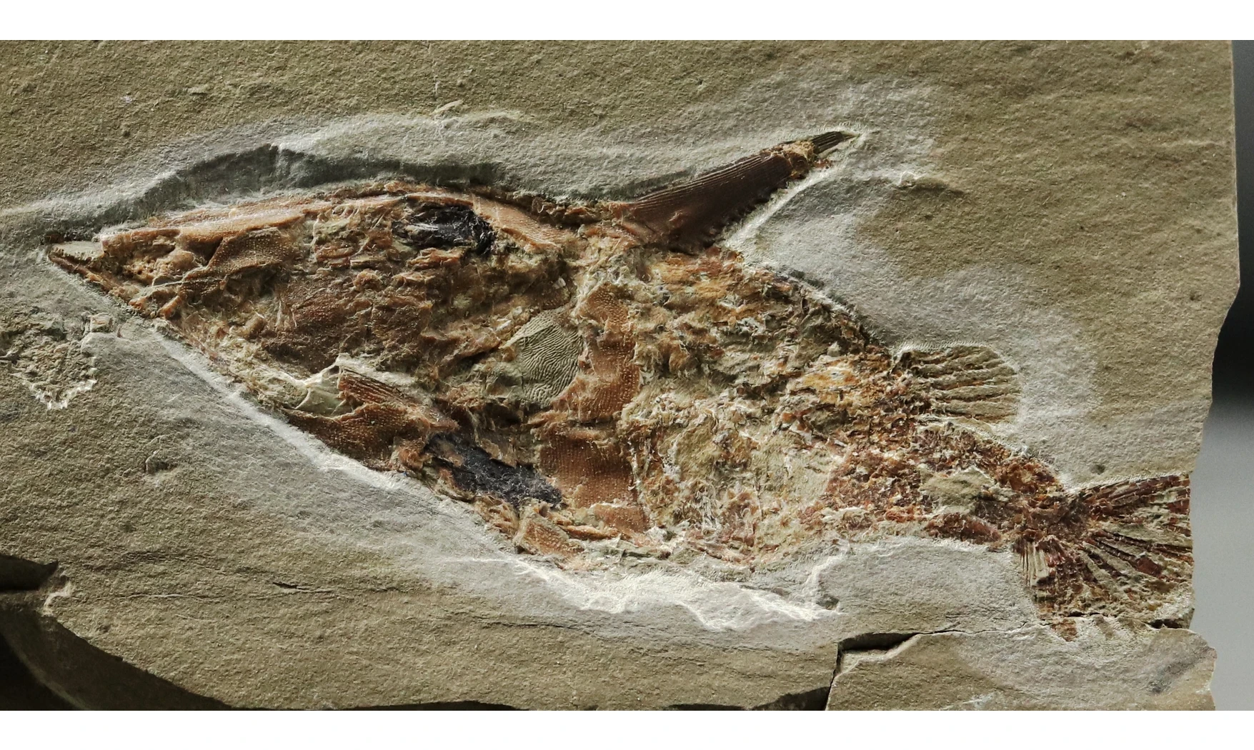 Coccodus lindstroemi