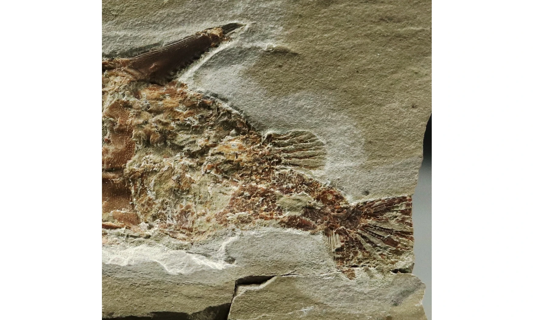 Coccodus lindstroemi