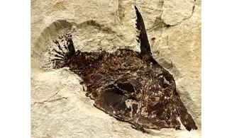 Coccodus lindstroemi