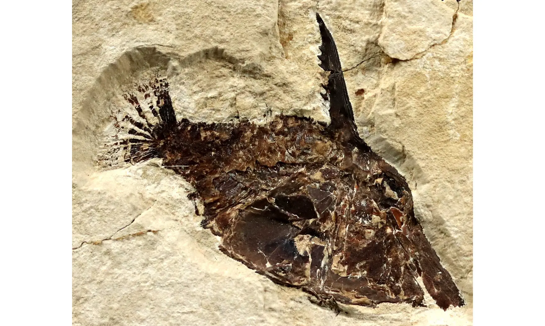Coccodus lindstroemi