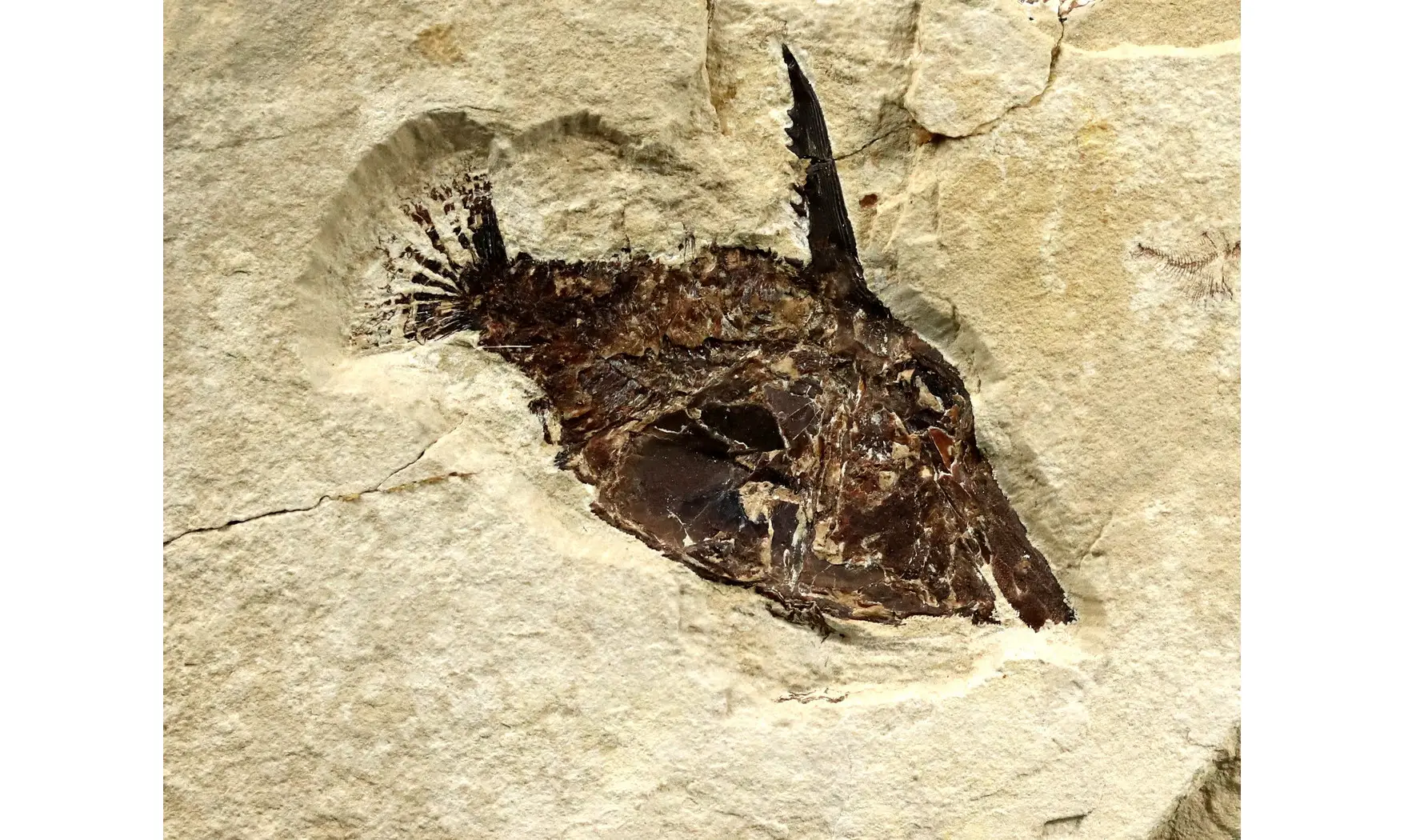 Coccodus lindstroemi