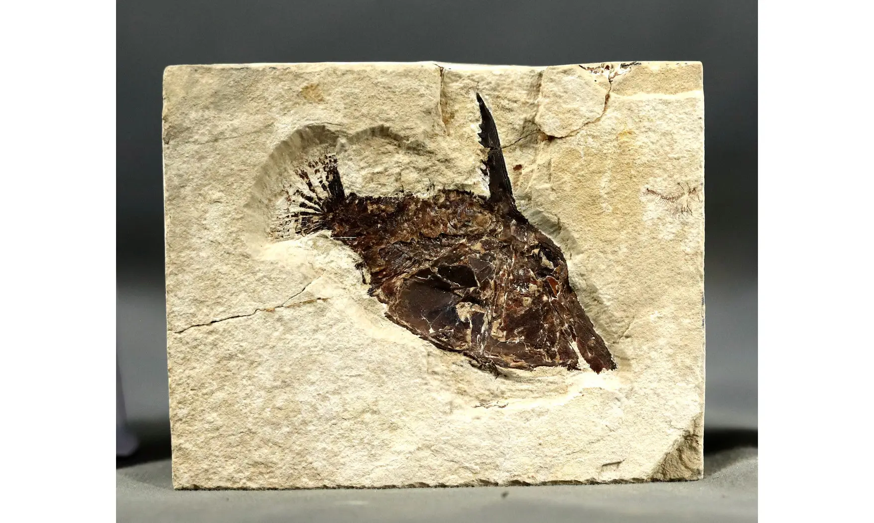 Coccodus lindstroemi