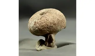 Siphonia pyriformis