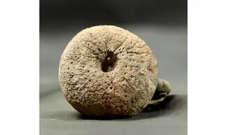 Siphonia pyriformis