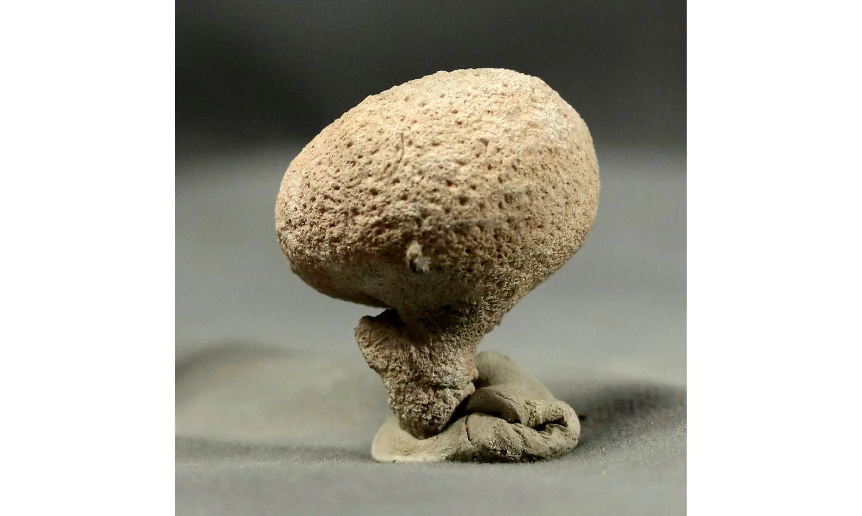 Siphonia pyriformis