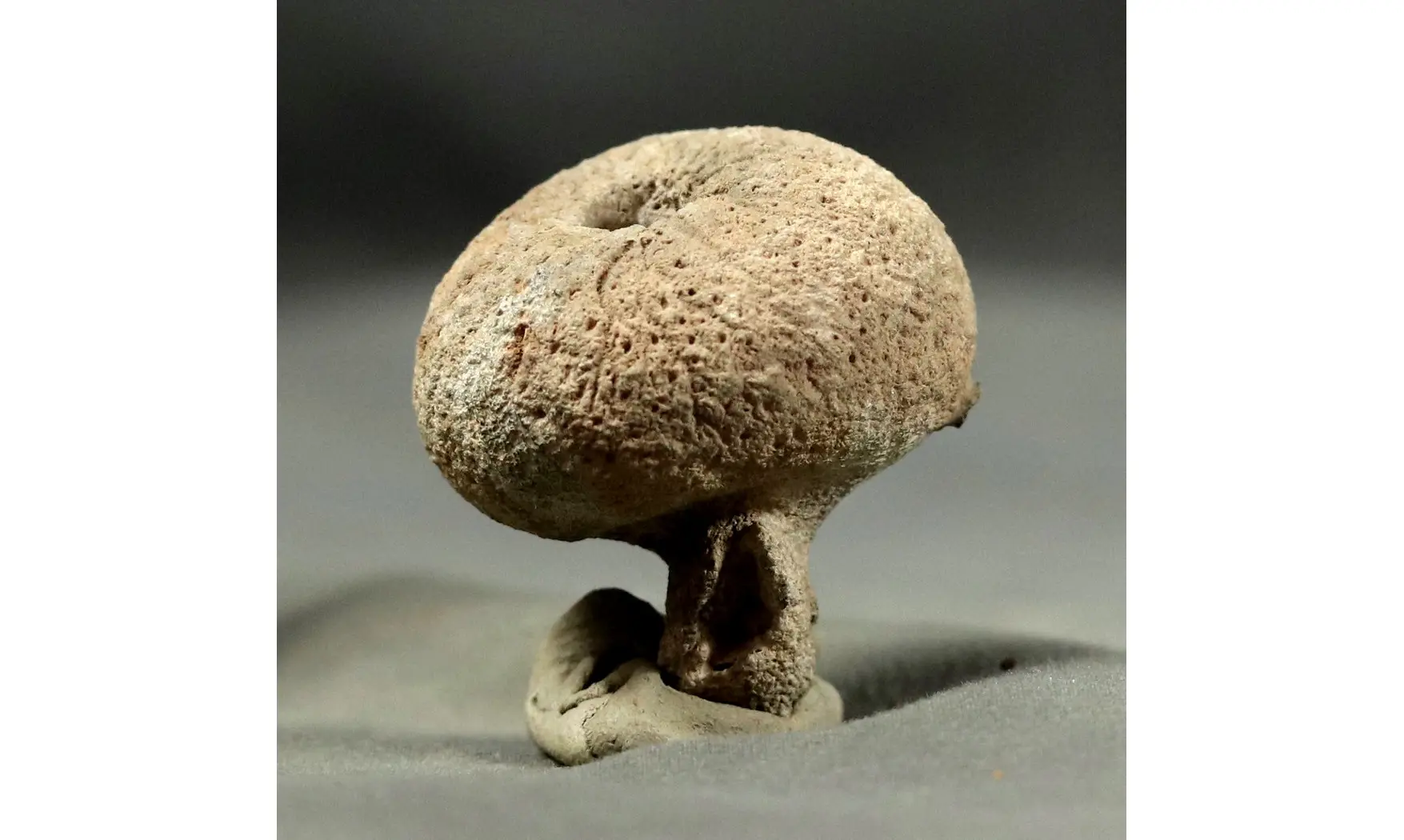 Siphonia pyriformis
