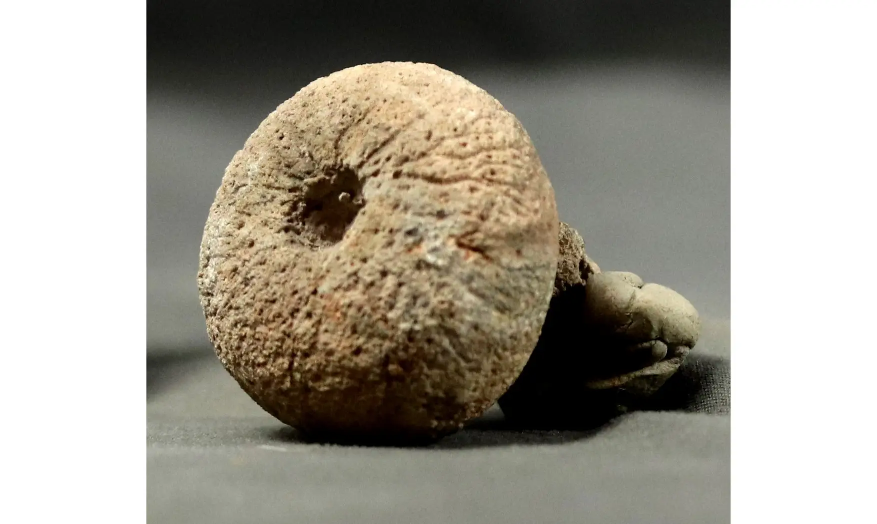 Siphonia pyriformis