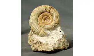 Choffatia isabellae
