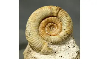 Choffatia isabellae