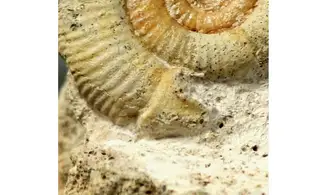 Choffatia isabellae