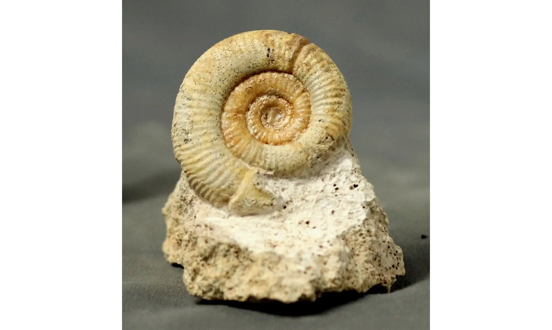 Choffatia isabellae