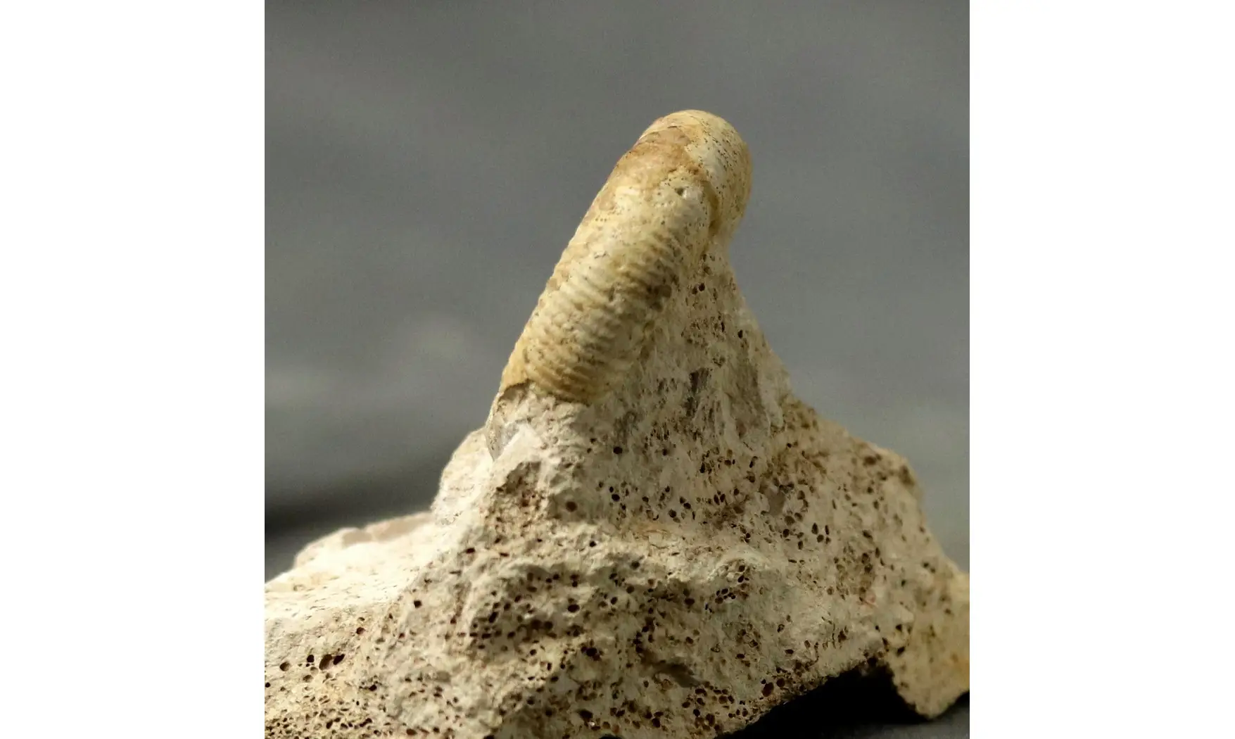 Choffatia isabellae