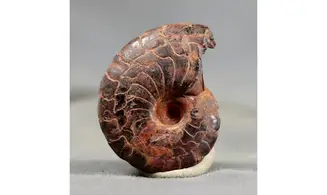 Cymaclymenia sp.