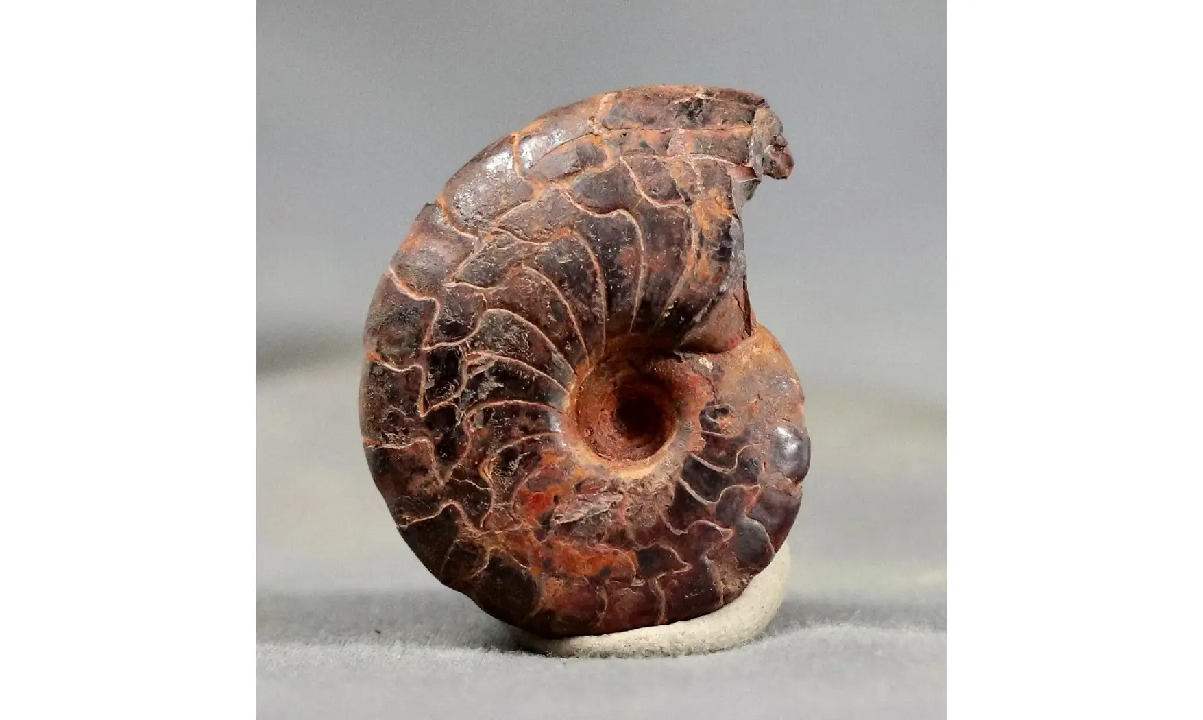 Cymaclymenia sp.