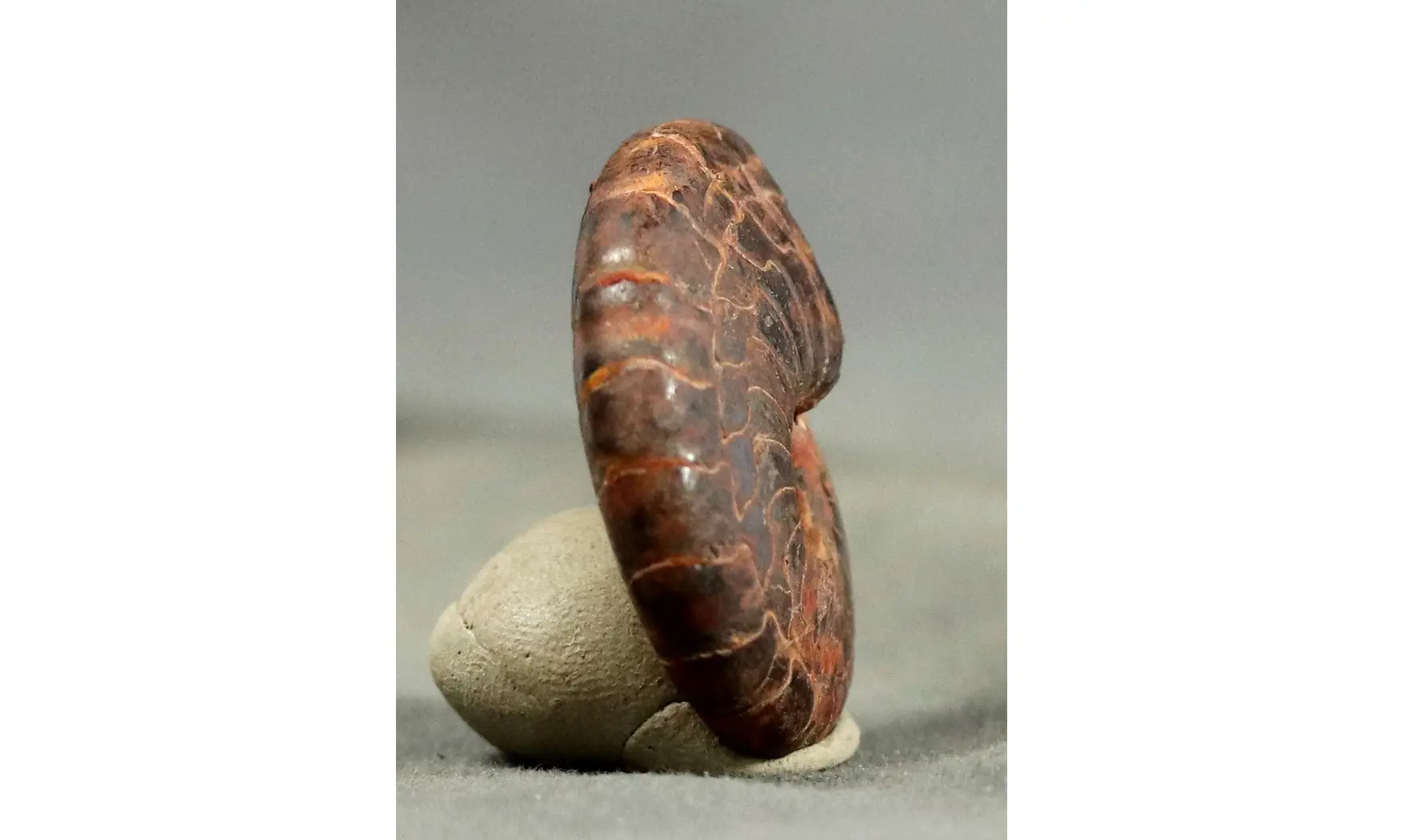 Cymaclymenia sp.