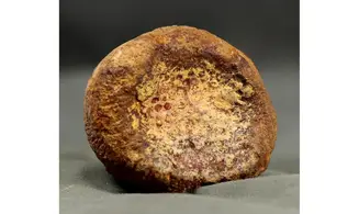 Siphonia pyriformis