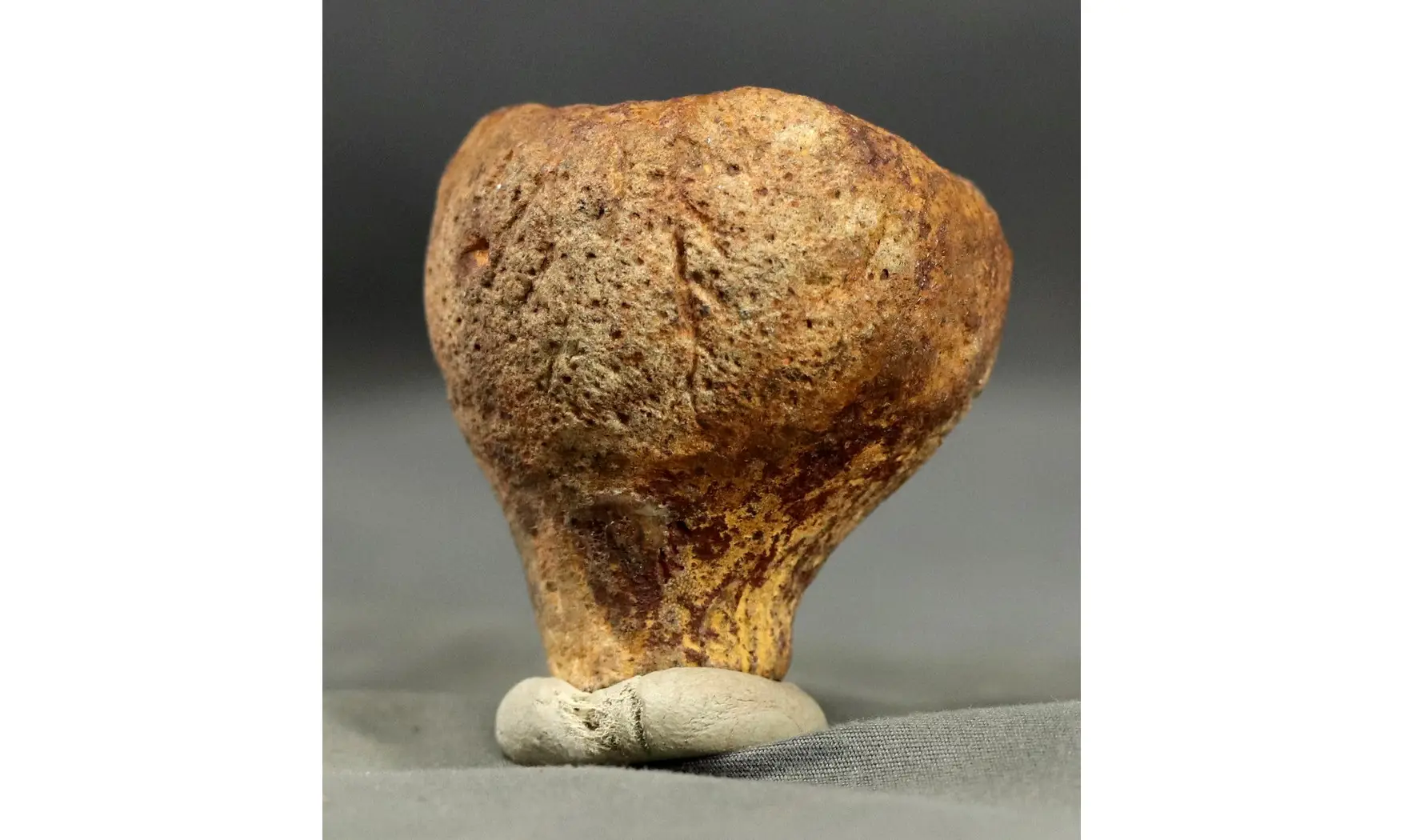 Siphonia pyriformis