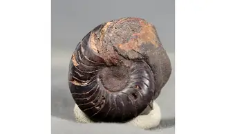Latanarcestes noeggerathi