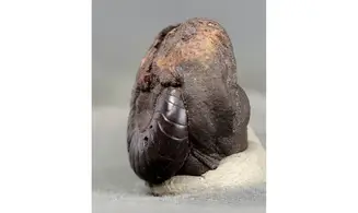 Latanarcestes noeggerathi
