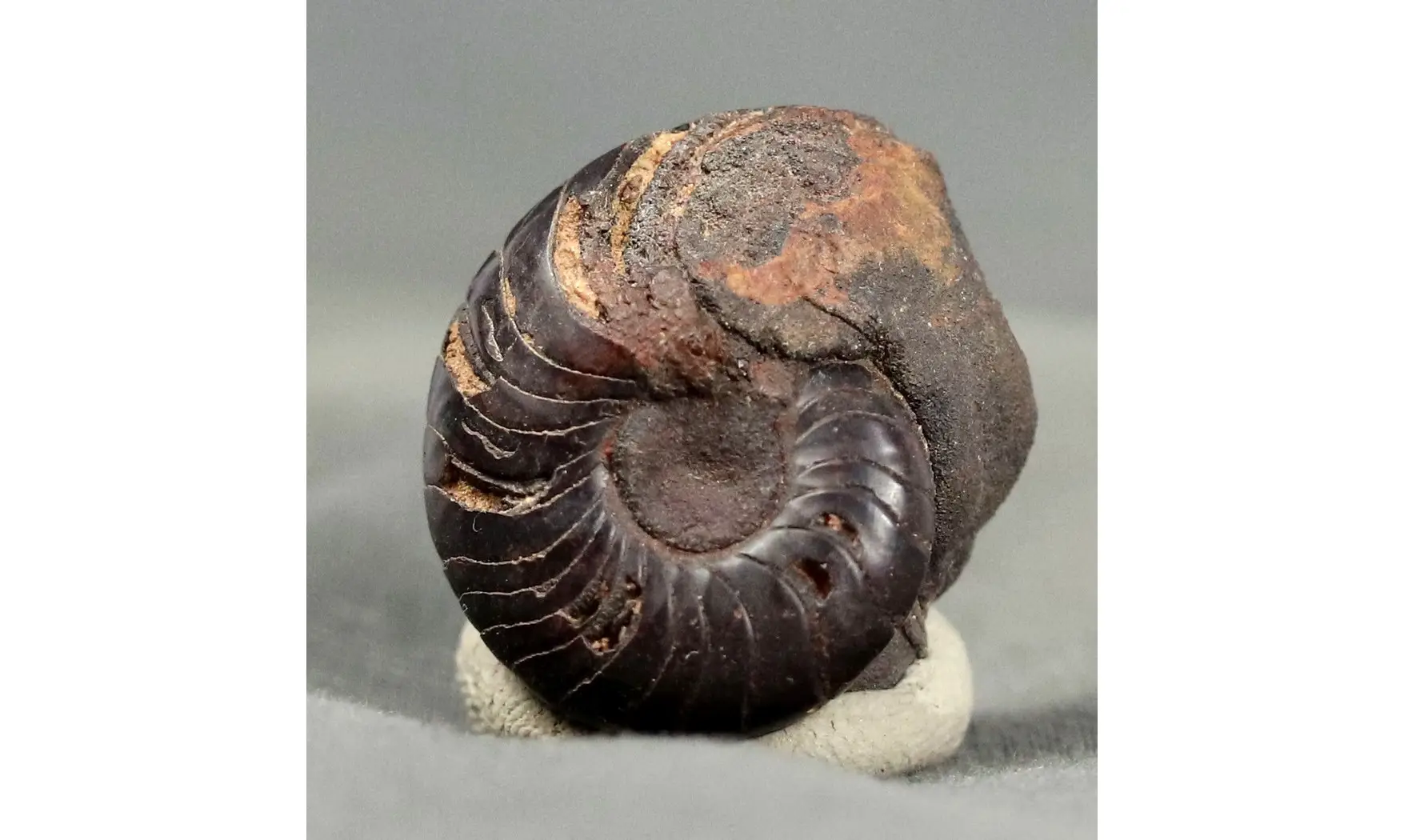 Latanarcestes noeggerathi