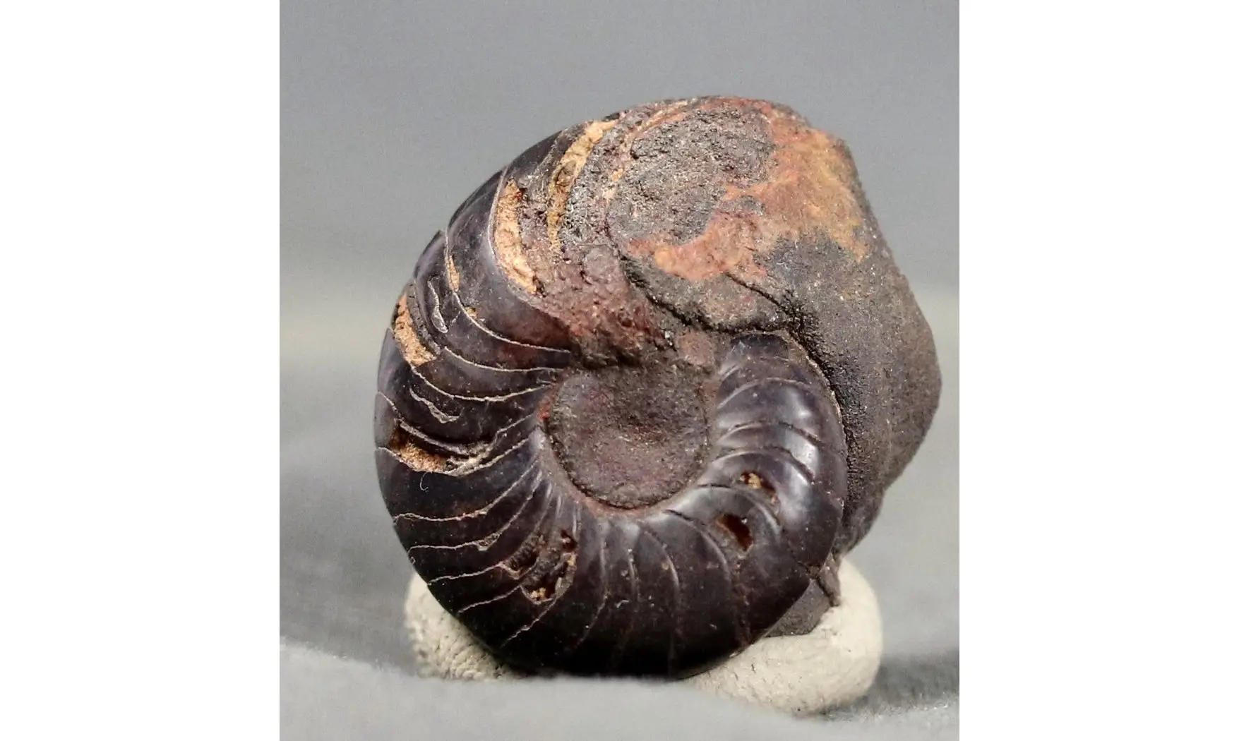 Latanarcestes noeggerathi