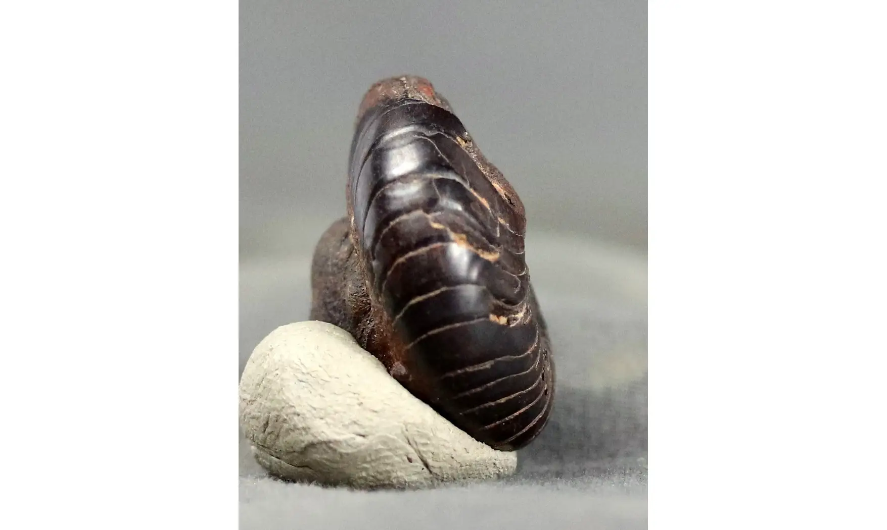 Latanarcestes noeggerathi