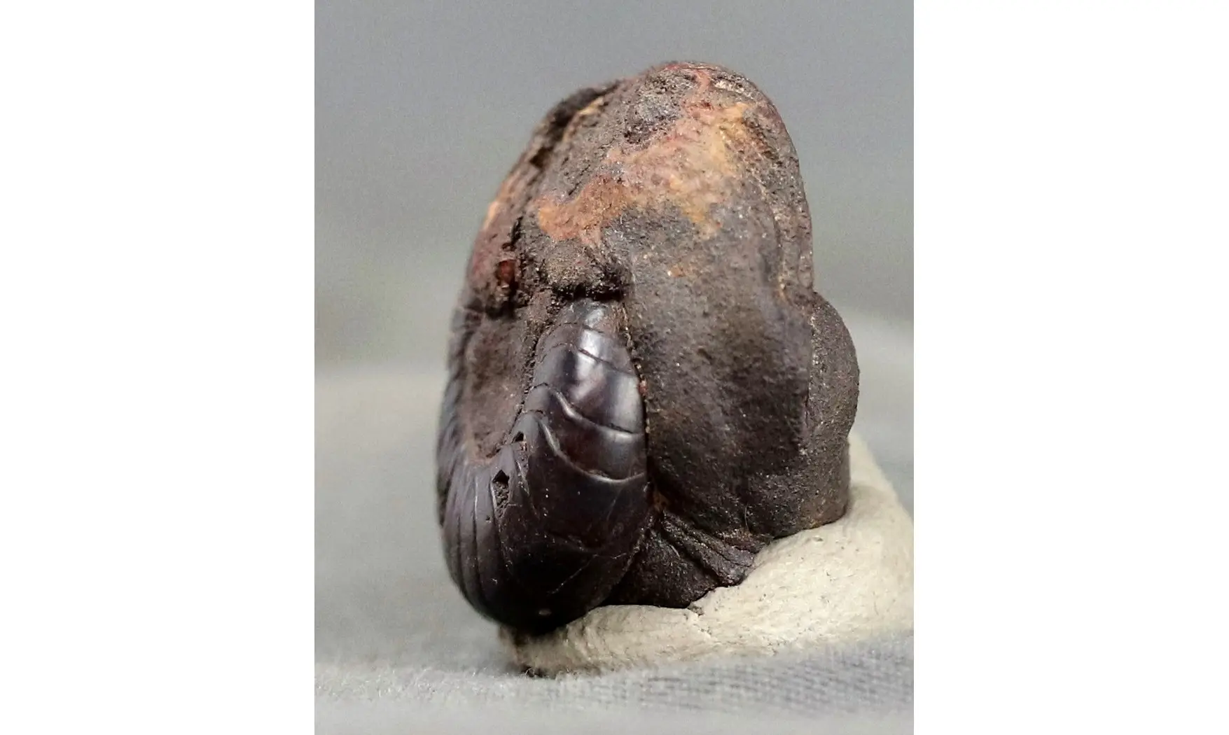 Latanarcestes noeggerathi