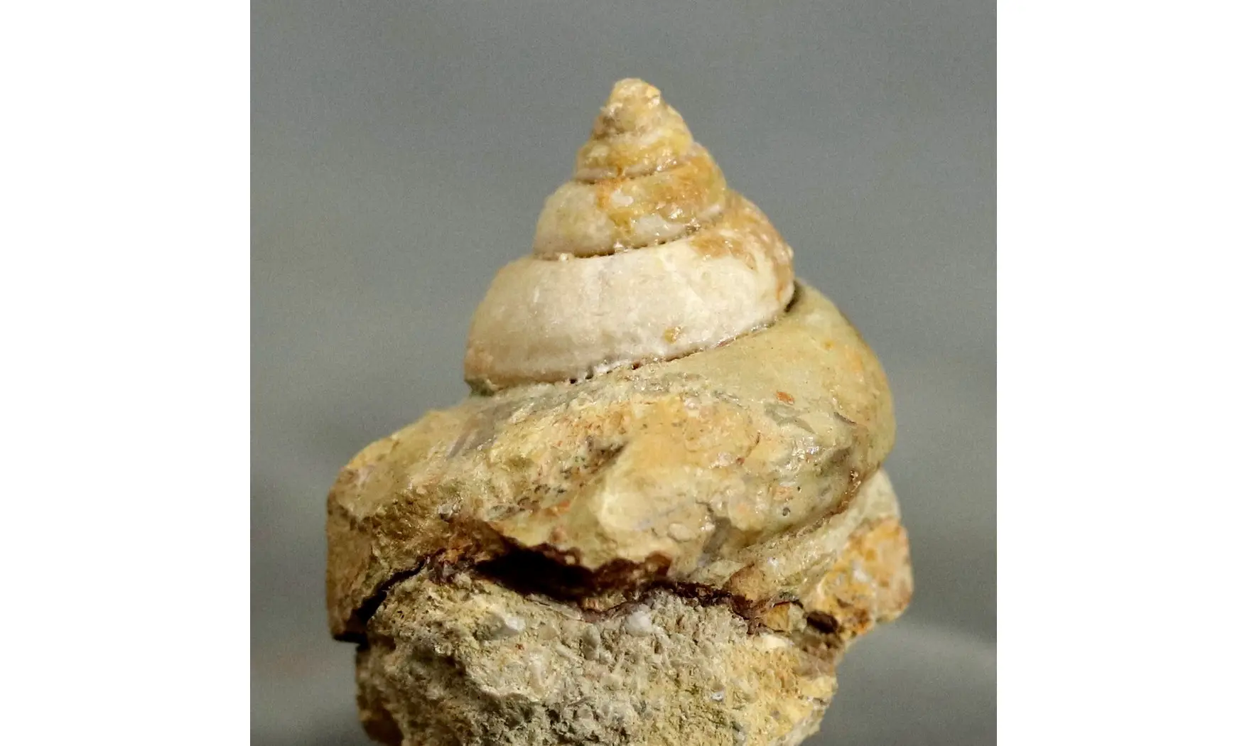 Sisenna canalis