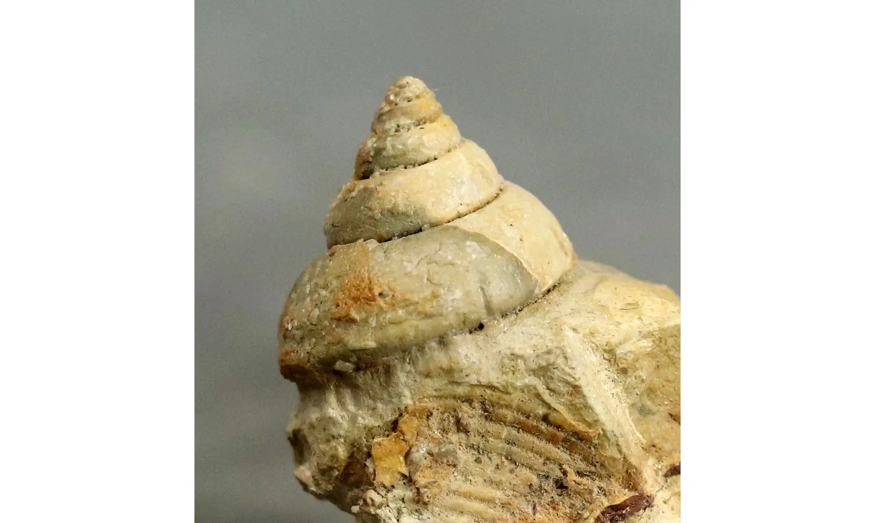 Sisenna canalis