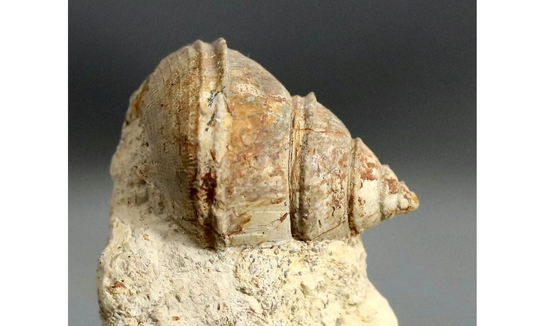 Sisenna canalis