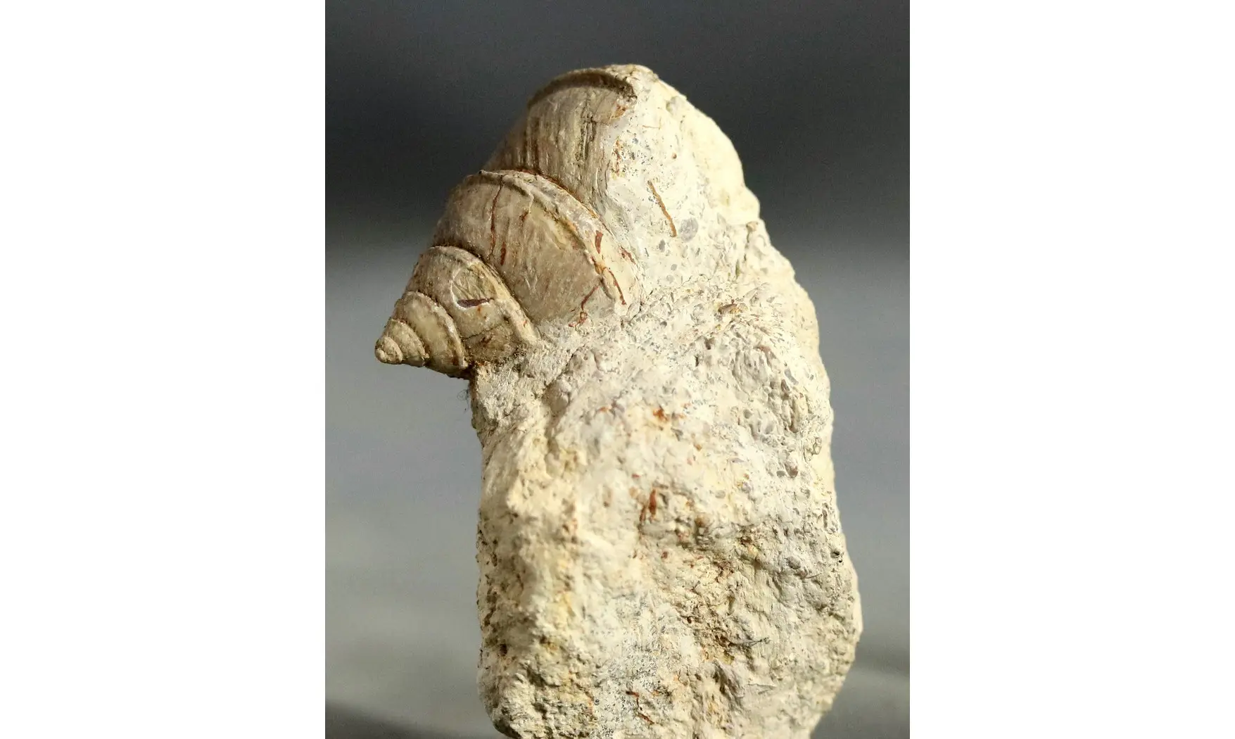 Sisenna canalis