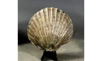 Pseudopecten equivalvis