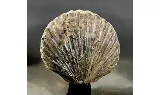 Pseudopecten equivalvis