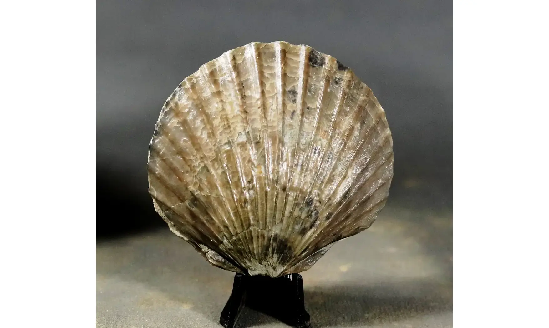 Pseudopecten equivalvis