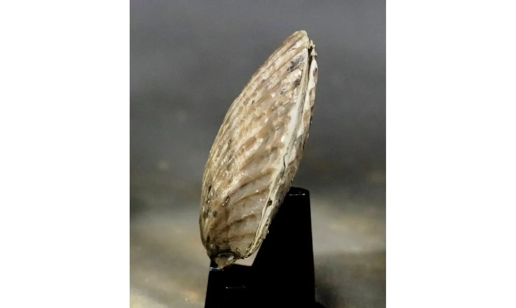 Pseudopecten equivalvis