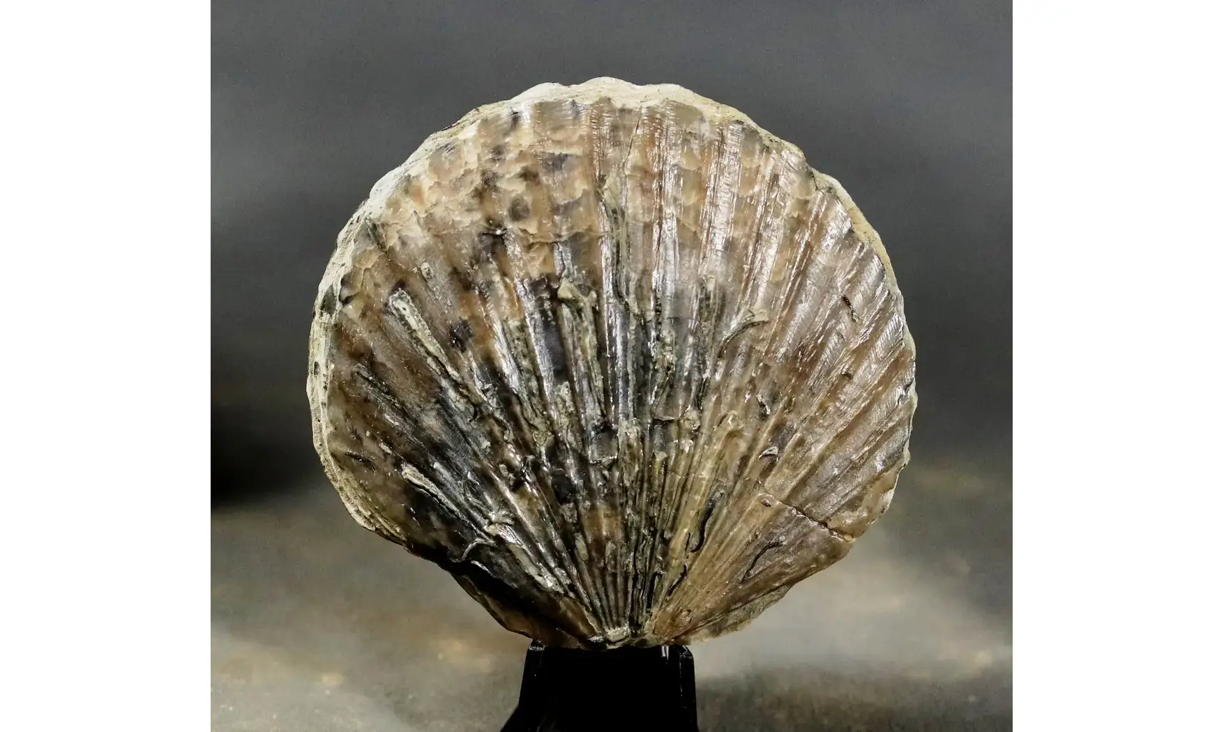 Pseudopecten equivalvis
