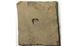 SCHIMPERELLA ACANTHOCERCUS