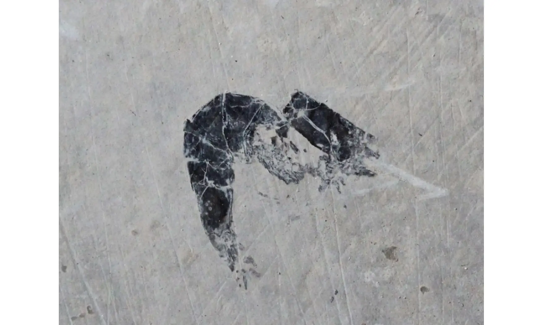 SCHIMPERELLA ACANTHOCERCUS