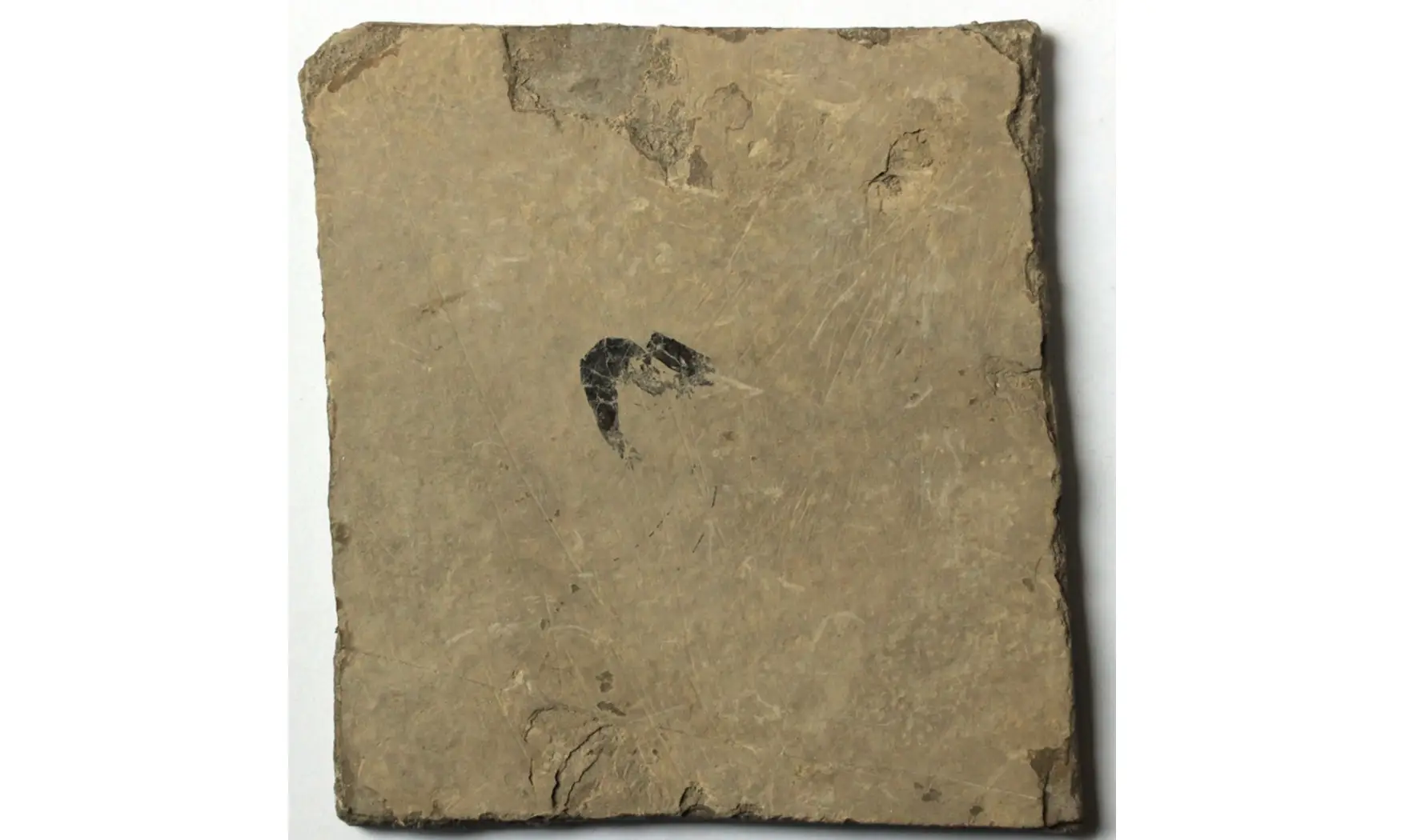 SCHIMPERELLA ACANTHOCERCUS