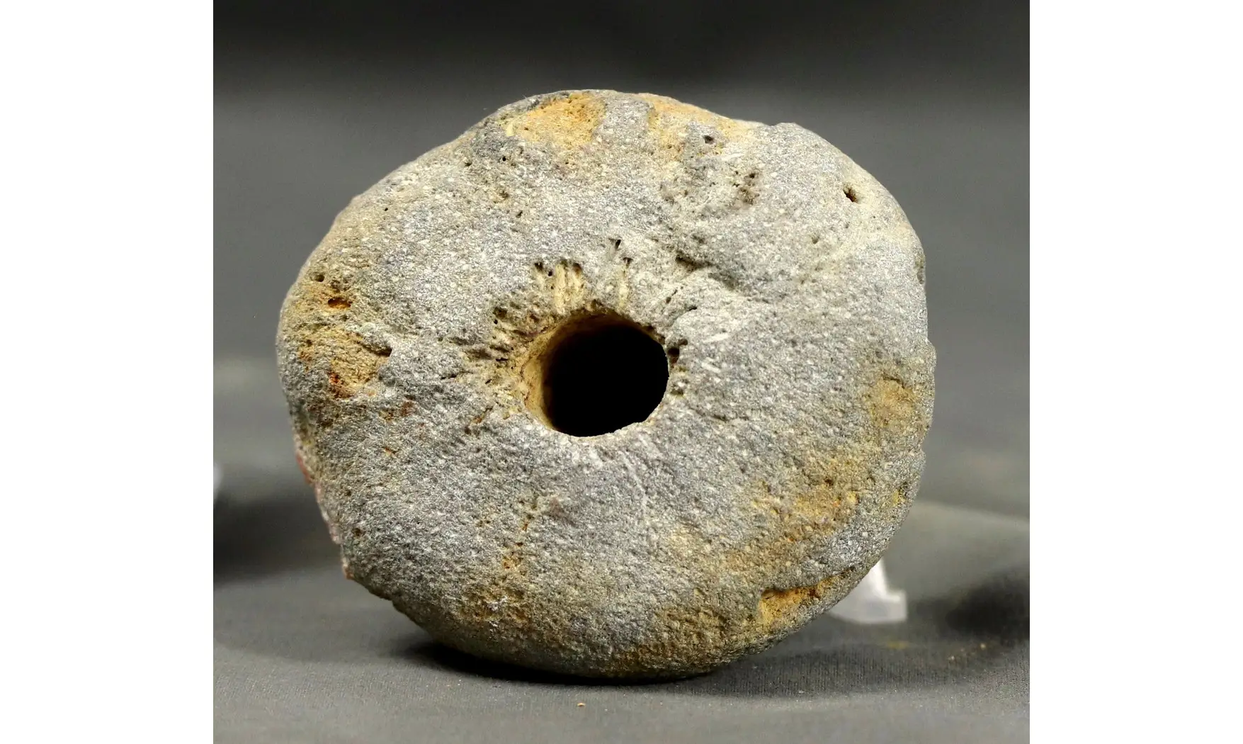 Siphonia pyriformis
