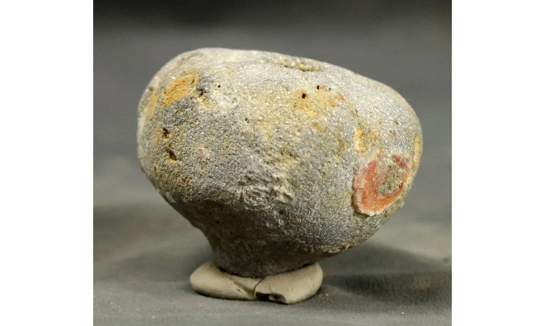 Siphonia pyriformis
