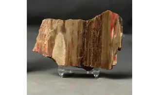 Bois fossile